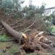 Umgestürzter Baum beschädigte Fahrzeuge in Bad Salzungen!